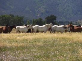 Horses of the same color often band together.